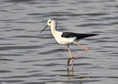 セイタカシギ3903