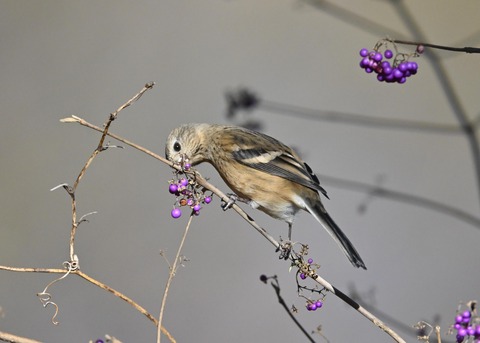 ベニマシコ♀1021
