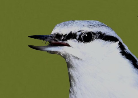 ゴジュウカラ5002