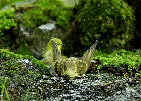 キビタキ幼鳥0386