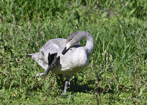 オオハクチョウ幼鳥羽広げ3001
