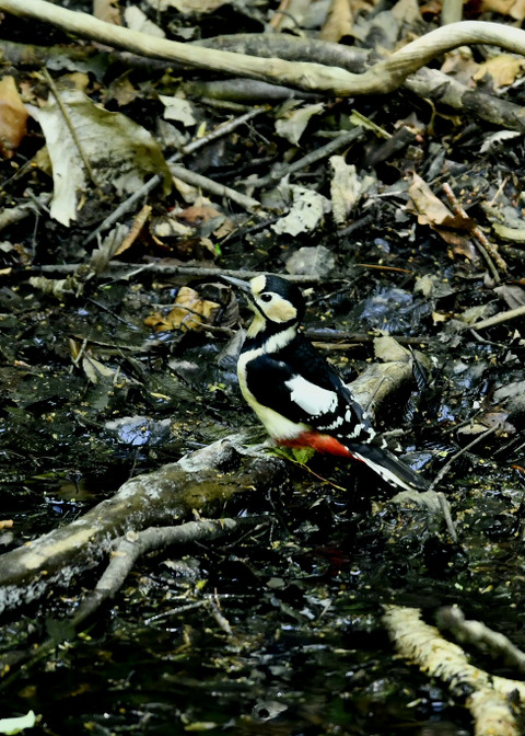 アカゲラ♀9508