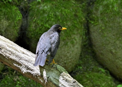 クロツグミ♂5609