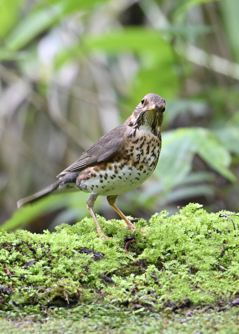 クロツグミ♀4410