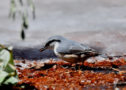 ゴ゛ュウカラ4140