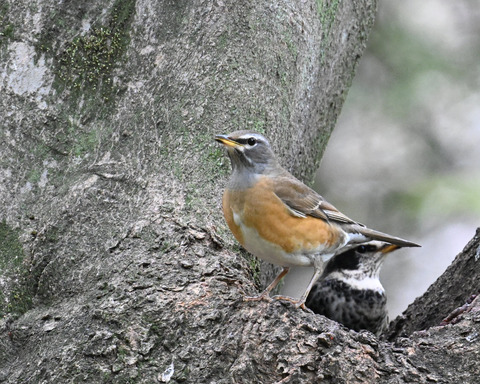 マミチャジナイ3870