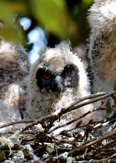 トラフズクのヒナ④5869