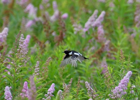 ノビタキ♂1449 - コピー