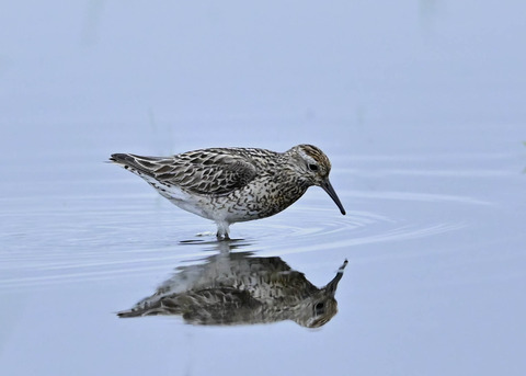 ウズラシギ夏羽2084