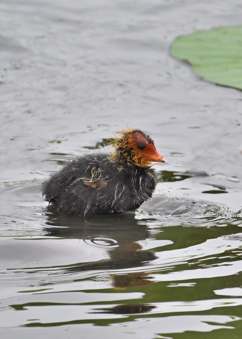 オオバンのヒナ0208