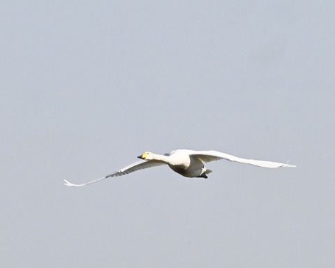 オオハクチョウ3122