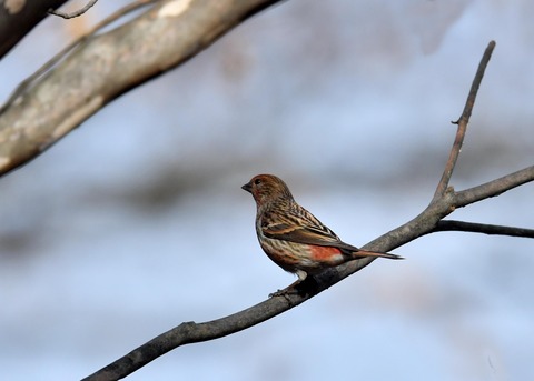 オオマシコ♀4660