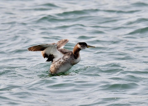 アカエリカイツブリ3744