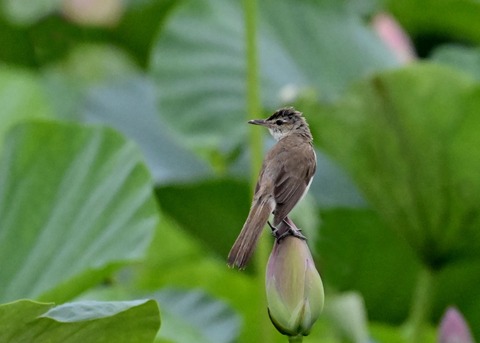 オオヨシキリ9213