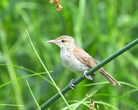 オオヨシキリ7491