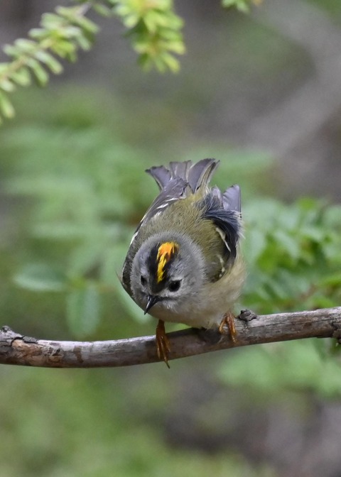 キクイタダキ♂0228