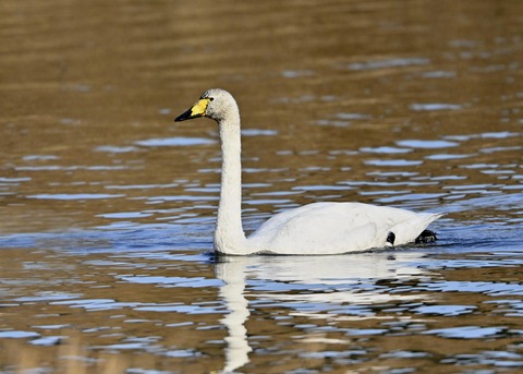 オオハクチョウ9881