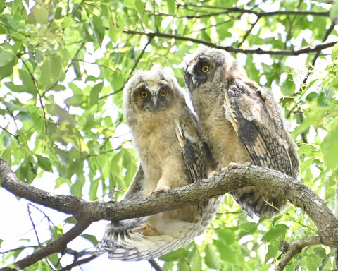 トラフズクの雛②4380