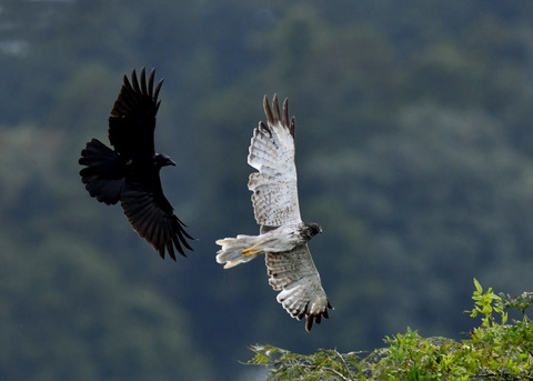 ズグロチュウヒ3446