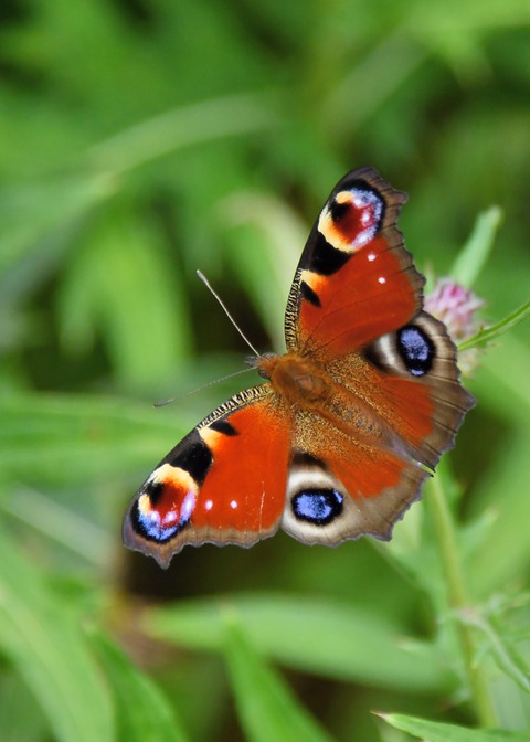 クジャクチョウ5508