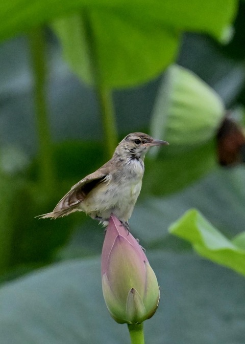 オオヨシキリ1617