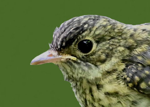 キビタキ幼鳥2000