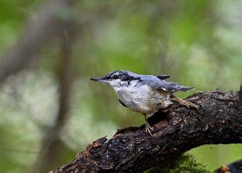 ゴジュウカラ4152