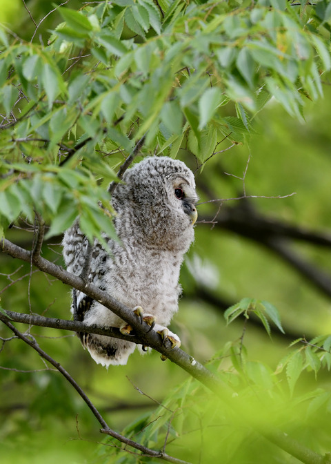 フクロウのヒナ②9146