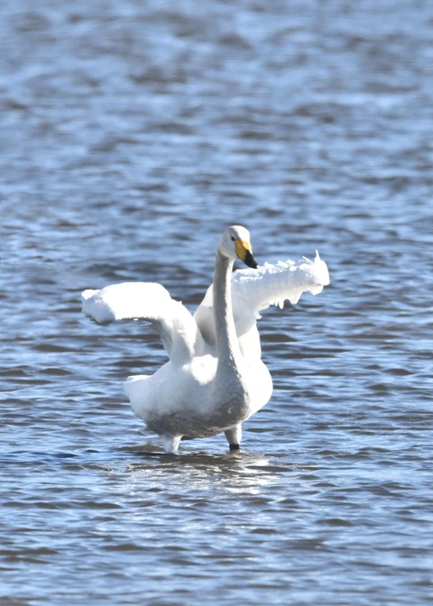 オオハクチョウ1556