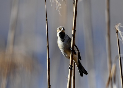 オオジュリン♂0209