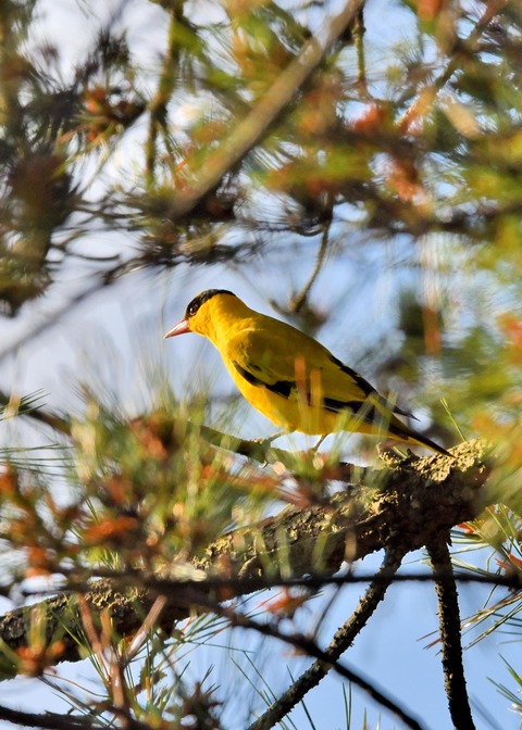 コウライウグイス2727