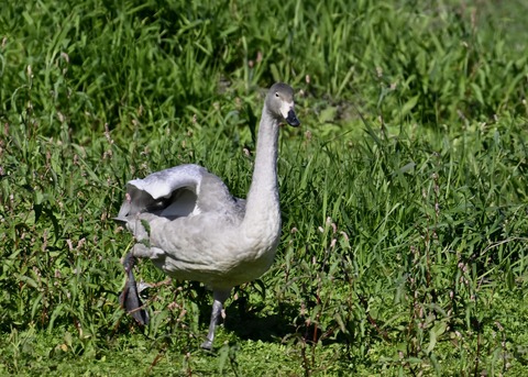 オオハクチョウ幼鳥羽広げ2997