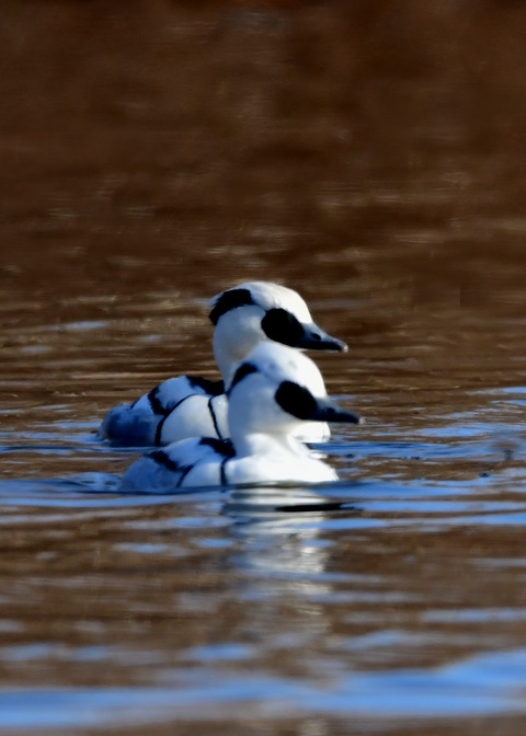 ミコアイサ♂8791