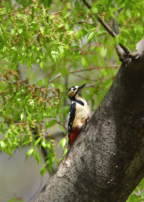 アカゲラ♀5731