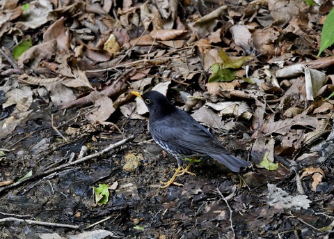 クロツグミ♂5979