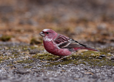 オオマシコ♂3222