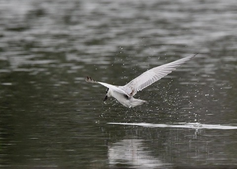 クロハラアジサシ2898