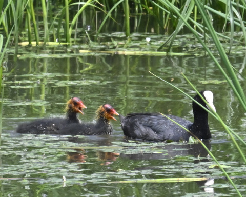 オオバンの親子6215