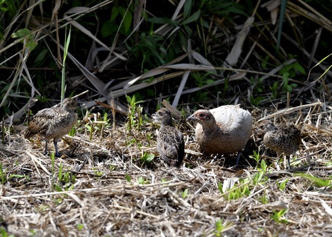 キジの親子4599○