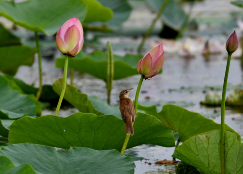 オオヨシキリ3372