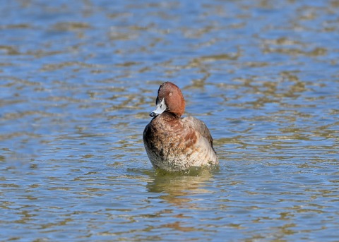 メジロガモHB7074