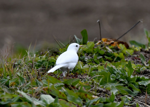 白化・ハクセキレイ8137