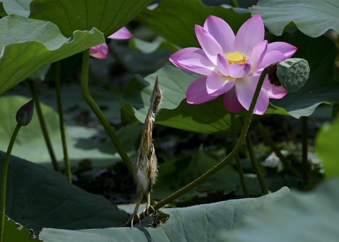 ヨシゴイのヒナ9732