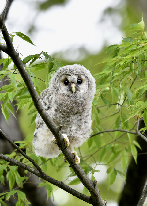 フクロウのヒナ②0041