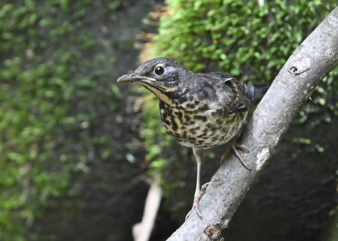 クロツグミ♀幼鳥0096