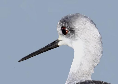 セイタカシギ6000