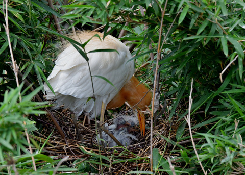 アマサギ7494