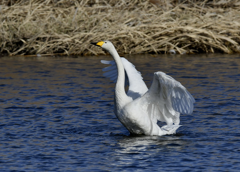 オオハクチョウ8634