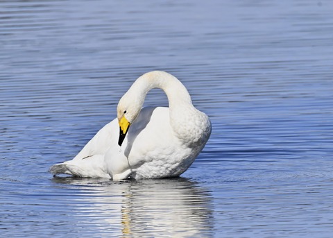 オオハクチョウ3109