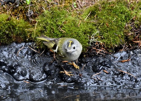 キクイタダキ♀1008